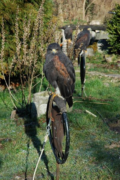 Les loups du ciel